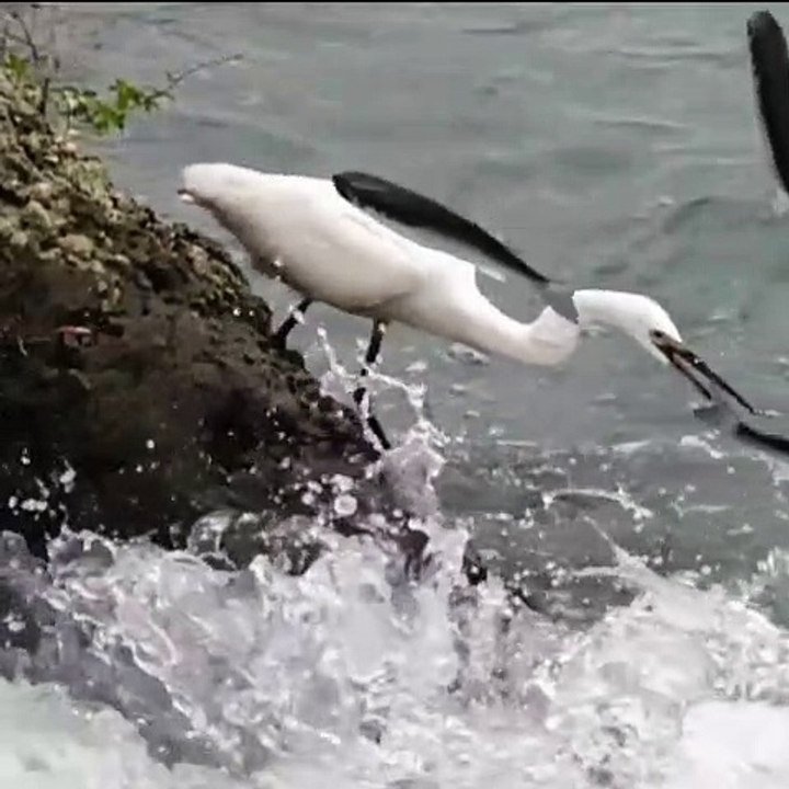 Slow motion fishing style to  bird