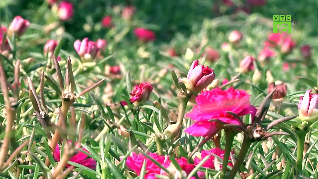 Thuốc diệt cỏ Glyphosate: Thay thế trước khi quá muộn | VTC16