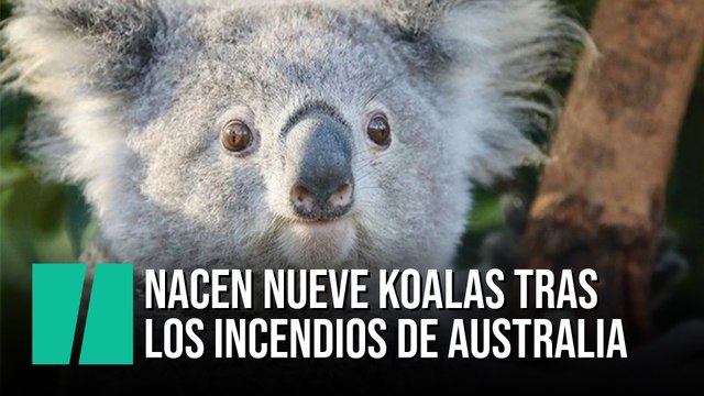 Nacen nueve koalas tras los incendios de Australia que pusieron en peligro su especie