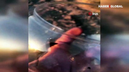 Çok nadir görülüyor! Şanlıurfa'da görüntülendi