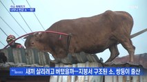 MBN 뉴스파이터-송아지 출산한 지붕서 구조된 어미 소…60km 헤엄친 남원 젖소