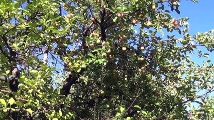 Muş’ta elma hasadına başlandı
