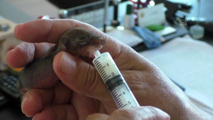 Annesi olmayan yavru sincaplara özenle bakıyor - DÜZCE