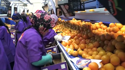 Narenciye ihracatından 7 ayda ülke ekonomisine önemli katkı - MERSİN