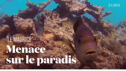 Tortues géantes, coraux, pigeons roses... Cette nature menacée par la marée noire à Maurice