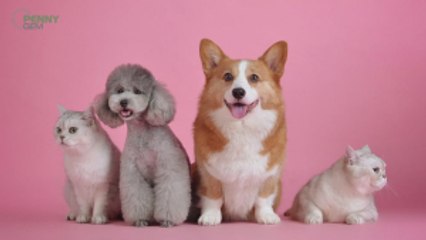 A Look at the Price of Pets