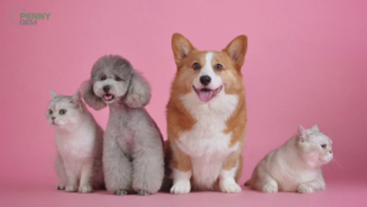 A Look at the Price of Pets