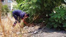 Boş evin bahçesindeki 50 kaplumbağa doğaya bırakıldı - OSMANİYE