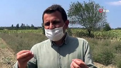 Gelibolu Tarihi Yarım Adası lavantalarla bezeniyor