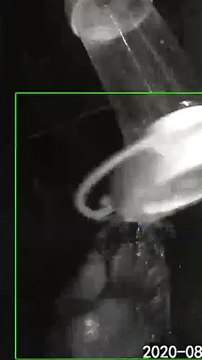 Bear Delicately Drinks Nectar From Hummingbird Feeder