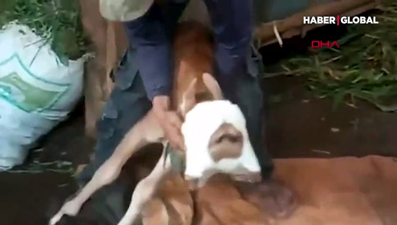 Çift başlı doğan buzağı şaşkınlık yarattı