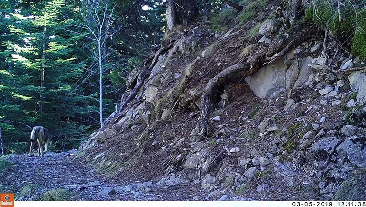videos pieges-photos