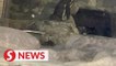 Rats in penguin enclosure? Zoo Negara says problem has been taken care of