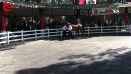 'Alevkıran' isimli tay, bakıcısını böyle tepti