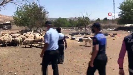 Çevreyi kirleten besiciler şehir dışına çıkarıldı