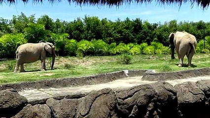 تدابير الحجر تنعكس طفرة ولادات في حديقة حيوانات كولومبية