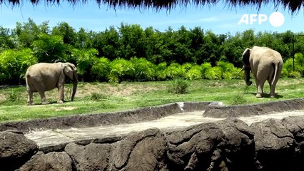 تدابير الحجر تنعكس طفرة ولادات في حديقة حيوانات كولومبية