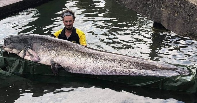 Un silure de 2,4 mètres et 90 kg a été pêché dans la Seine