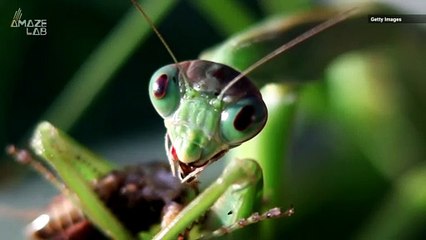 Is an Insect Apocalypse Actually Happening in the U.S.?