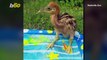 Splish, Splash! Watch as Cassowary Chick Has Fun in the Sun with Splash Pad