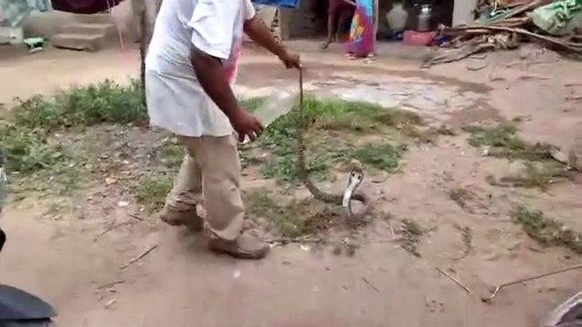 Il donne à boire à son cobra assoiffé