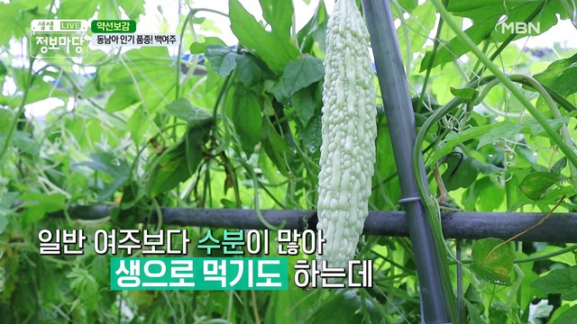 여주 농사로 건강을 되찾은 귀농 부부의 '백여주'