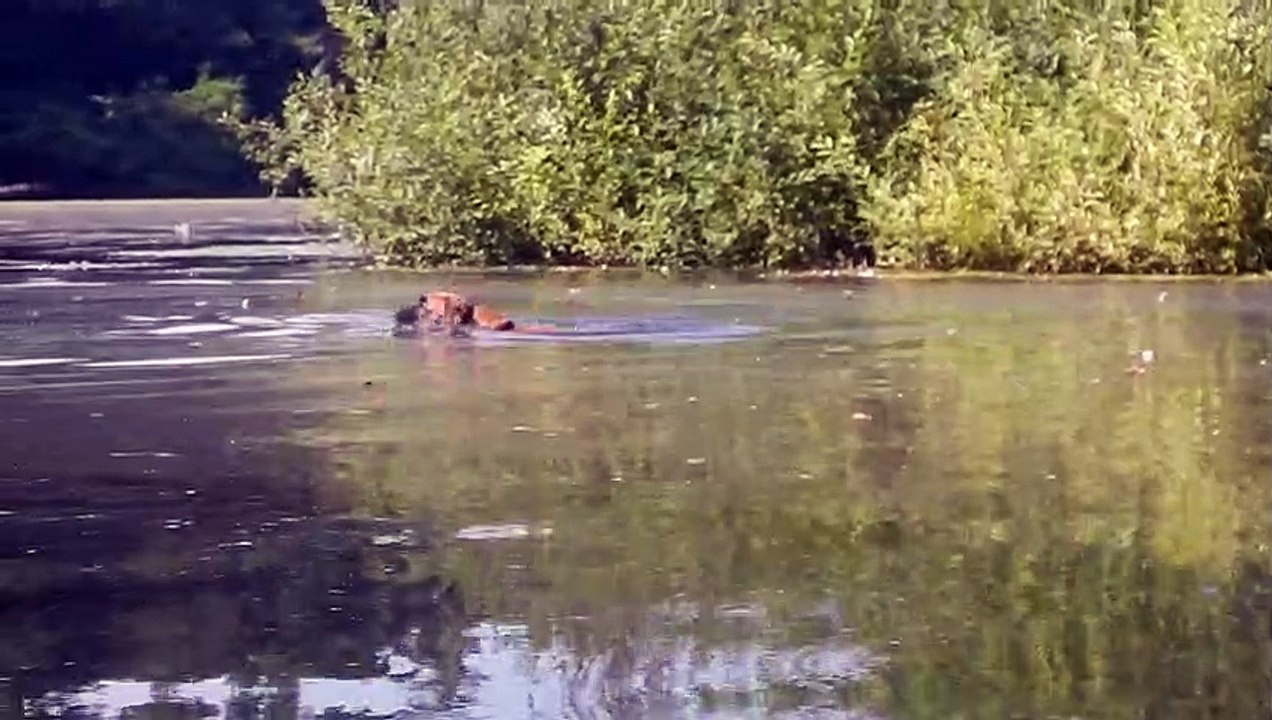 Patou au petit lac