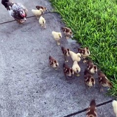 Ducklings Greet Their Dog Friend