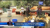Fundación Lucky Bienestar Animal tiene cinco meses para desalojar el terreno