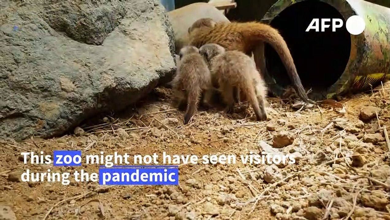 Meerkat pups, ostrich chicks, buffalo calfs: the baby boom at a Colombian zoo