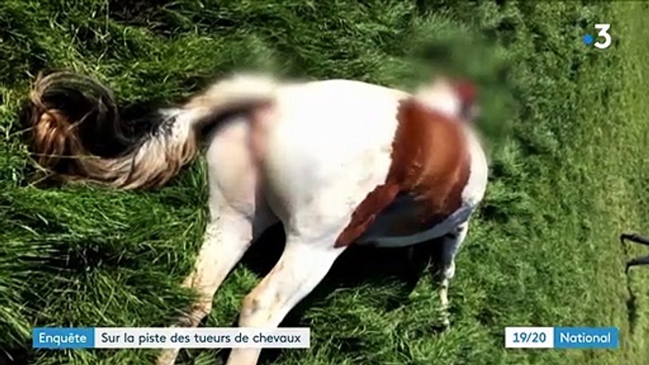 Enquête : l'horreur après la découverte macabre d'une pouliche mutilée