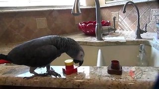 Tidy parrot tosses his toys