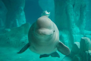 Do Yourself a Favor and Tune in to This Live, Underwater Beluga Whale Cam