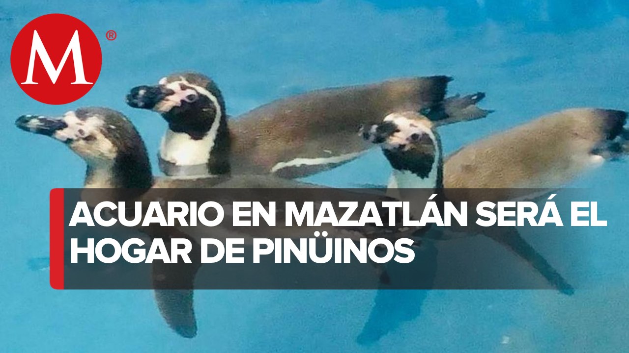 Mazatlán albergará el primer centro de conservación de pingüinos en México