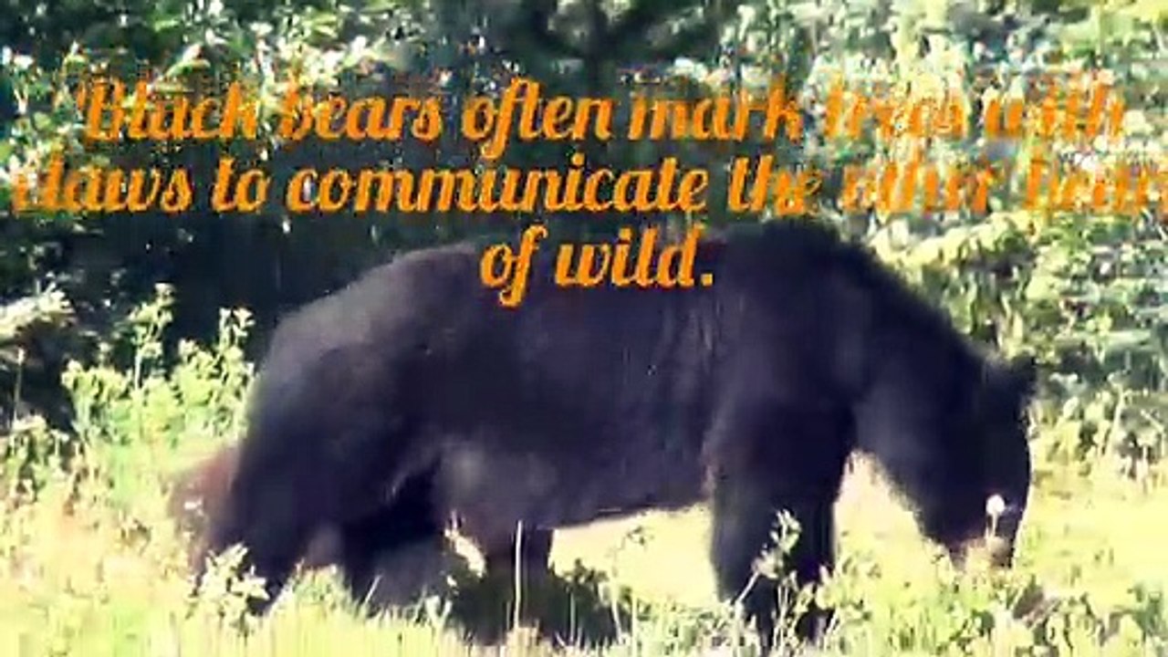 Black bears habbits
