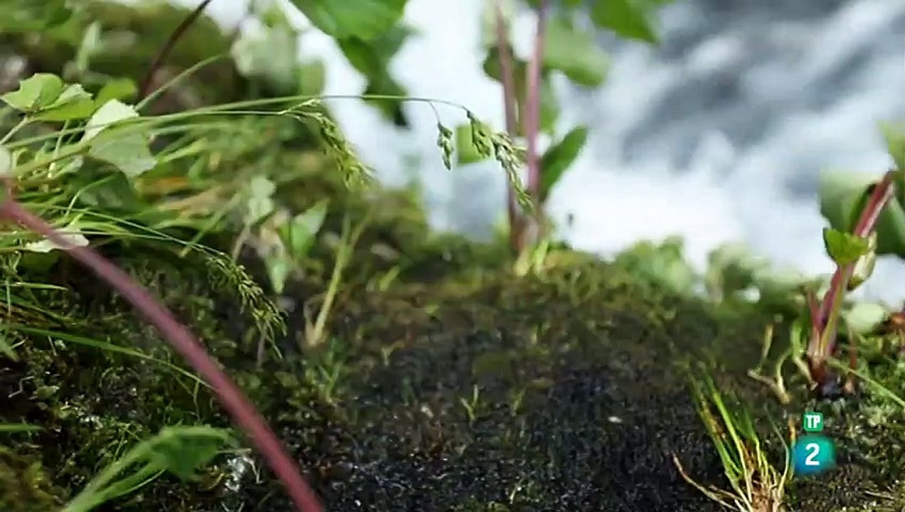 Los montes Tatras, La vida al límite (CÁRPATOS, EUROPA) - GRANDES DOCUMENTALES