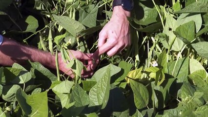 En Brasil, la fiebre de la soja sube por la demanda china