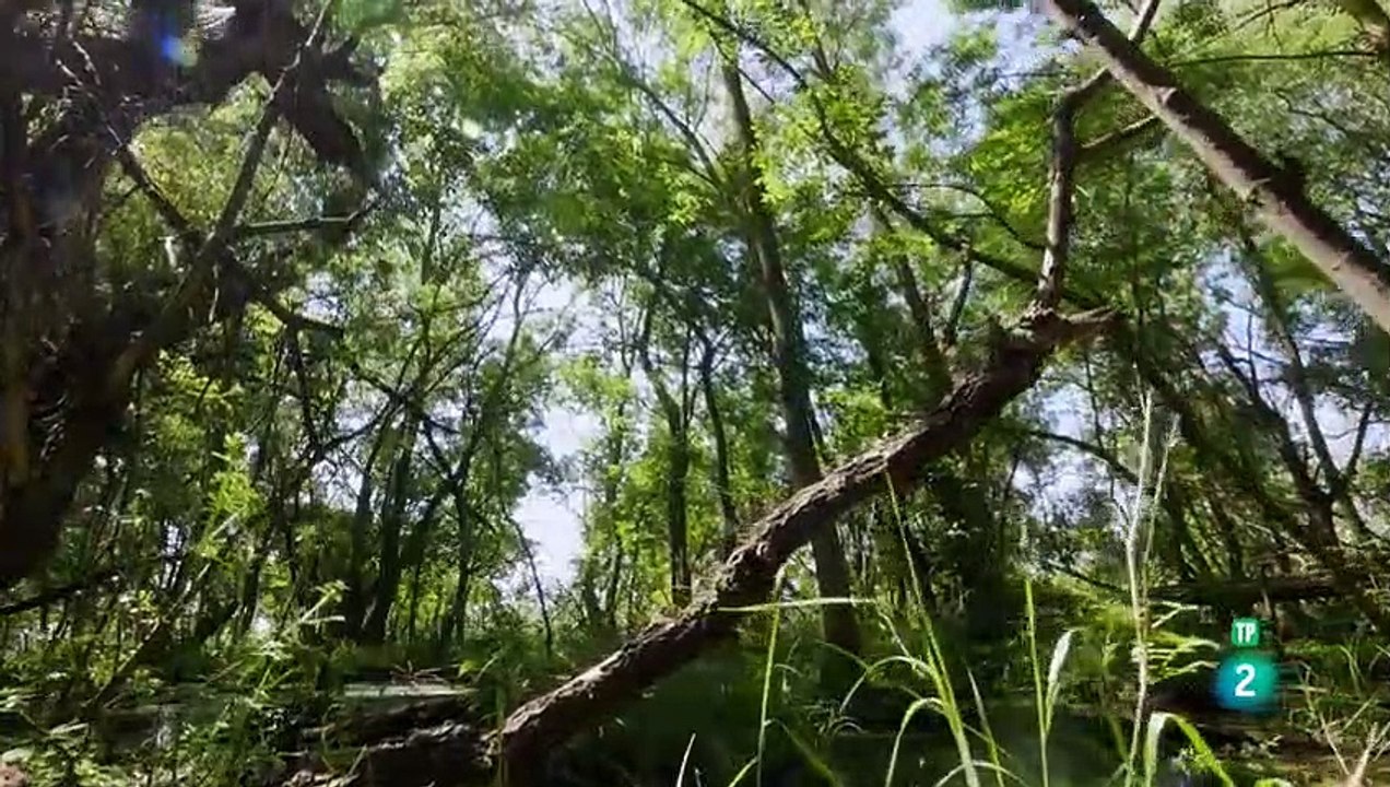 PLANETA SELVA, Bosques de ribera, DANUBIO (EUROPA) - (Chacal dorado, caballos salvajes, galápagos) - GRANDES DOCUMENTALES