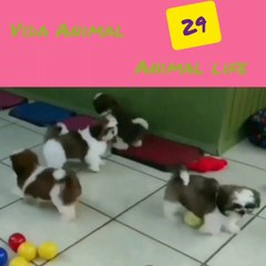 VIDA ANIMAL-ANIMAL LIFE-29