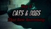 Cats and Dogs That Saw Something Their Owners Couldn't See  - ESP and the Supernatural-CfeWYnjWFPw