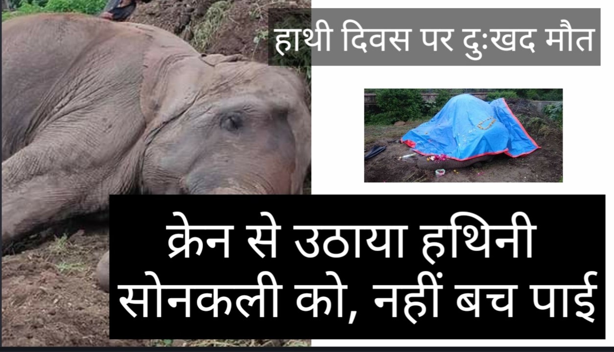विश्व हाथी दिवस पर उदयपुर में हथिनी की मौत
