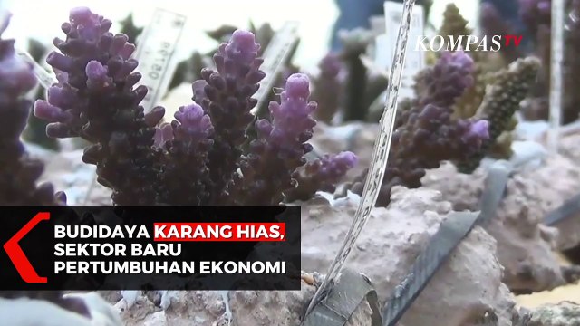 Budidaya Karang Hias, Sektor Baru Pertumbuhan Ekonomi