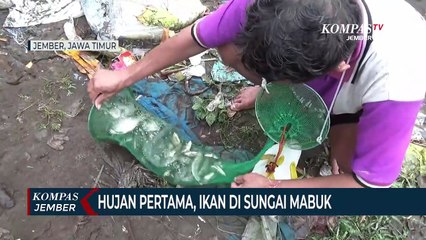 Hujan Pertama Turun, Ikan di Sungai Bedadung Mabuk
