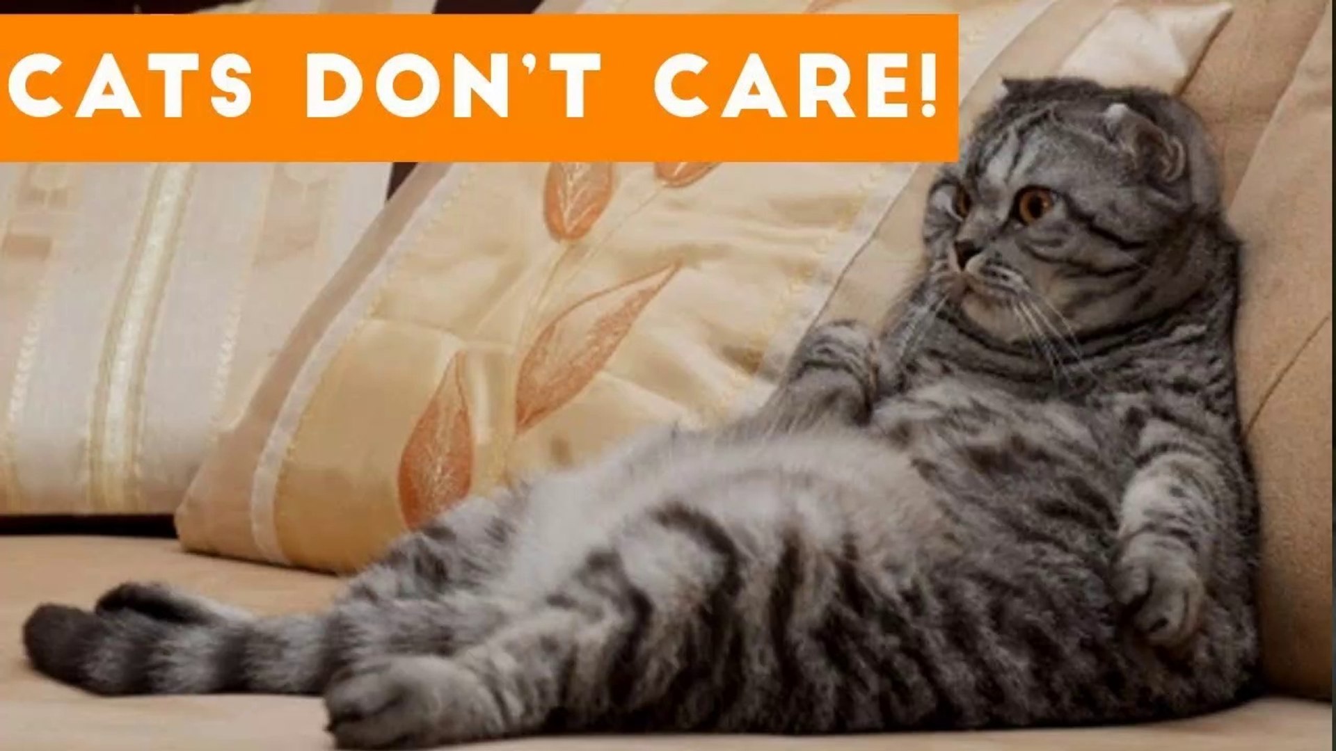 ⁣Cats Don't Care Funny Pets Videos _ Best Funny Cat Videos Ever