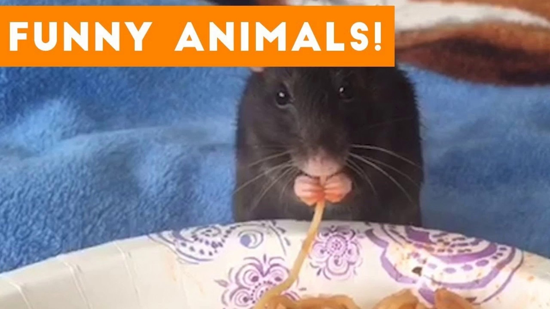 Cutest Pets of the Week Compilation October 2017 _ Funny Pet Videos