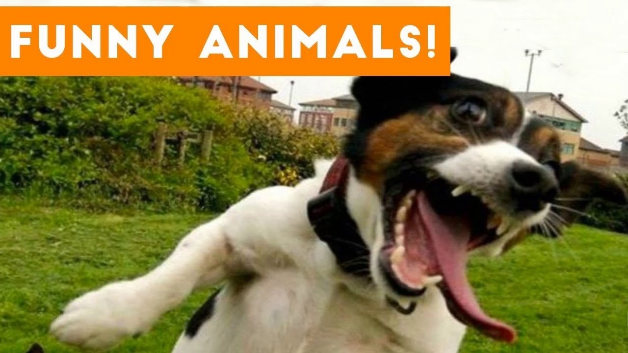 Cutest Pets of the Week Compilation October 2017 _ Funny Pet Videos
