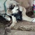 YENi DOGAN KANGAL YAVRULARI ve ANNESi - KANGAL DOG PUPPiES NEWBORN and MOM