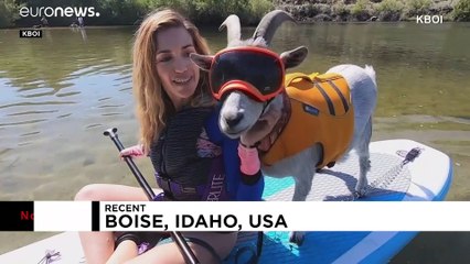 شاهد: ماعز يغامر على لوح التجذيف في ولاية آيداهو الأميركية