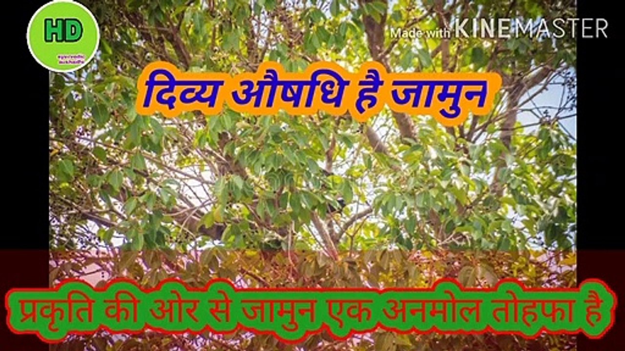 jamun ke aushadhi gun.... jamun ke fayde..... Hari Darshan sangrah