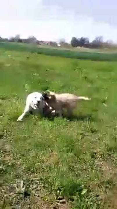 ALABAY vs KAFKAS COBAN KOPEGi vs - ALABAi SHEPHERD DOG vs CAUCASiAN SHEPHERD DOG